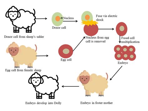 Cloning Dolly Sheep - Genetic Engineering - Techooid.com