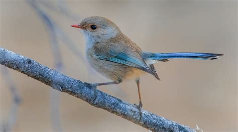 Splendid Fairy-wren - BirdLife Australia