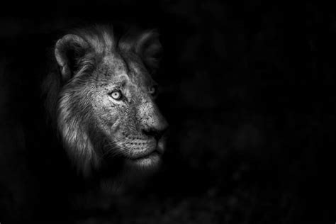 African lion portait low key - Photographic print for sale