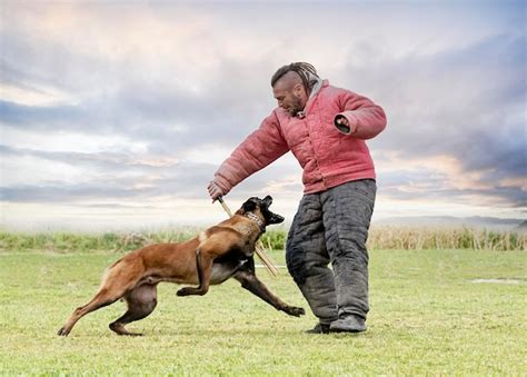 Premium Photo | Training of belgian shepherd