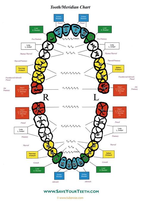 Tooth/Meridian Chart ~ | Tooth chart, Holistic dentist, Reflexology