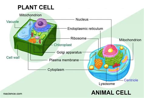 What Organelles Are Present In Plant Cells But Not Animal Cells - Printable Templates Protal