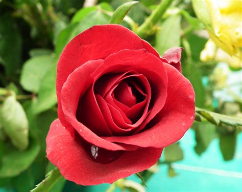 File:Rose flower at the Lalbaghgarden Bangalore.jpg - Wikimedia Commons