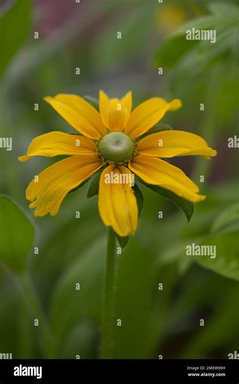 Rudbeckia hirta 'Prairie Sun' Stock Photo - Alamy