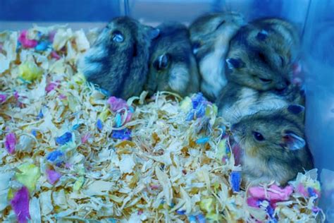 Are White Gerbils Rare - Midnight Pets