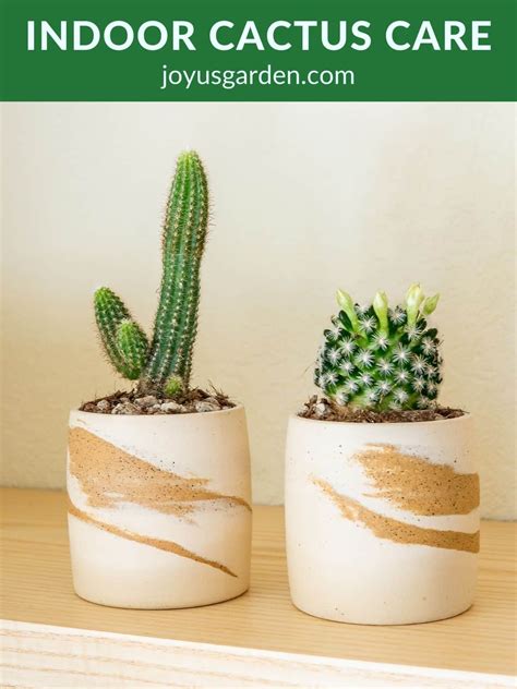 Indoor Cactus Care For Beginners (2024 Guide)