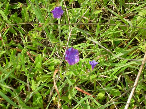 This is called Paterson's Curse. It is a beautiful purple flower but ...