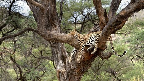 Free download Leopard Namibia Bing Wallpaper Download [1920x1080] for ...