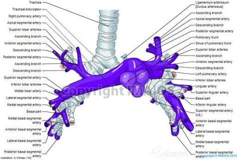 Pulmonary arteries : Pulmonary trunk, Right pulmonary artery, Left ...