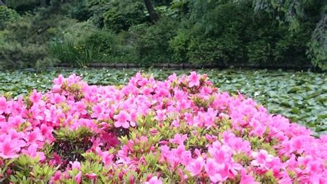 sankeien garden azaleas - Savvy Tokyo