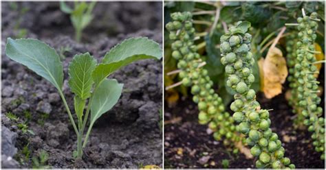 How To Grow The Best Brussels Sprouts: From Seed To Harvest