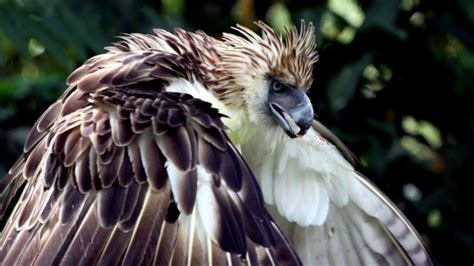 Rare Philippine eagle shot dead shortly after release - BBC News