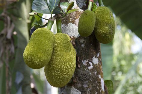 How to Grow and Care for Jackfruit Trees