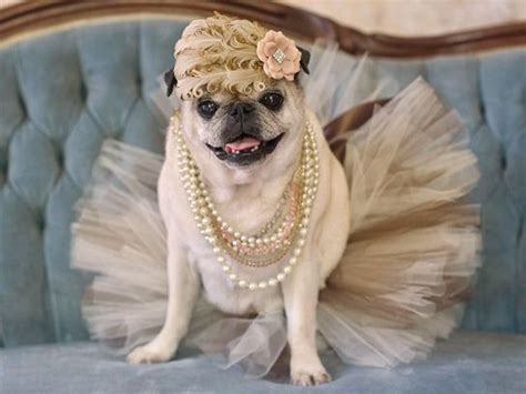 43 of the Best Halloween Costumes for Dogs | Pugs in costume, Pugs ...