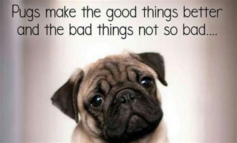 14 Pug Quotes About Life - Page 2 of 3 - PetPress