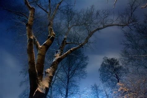 Dark tree silhouettes on a cold winter night | Tree silhouet… | Flickr
