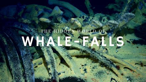 The Stages of Whale Decomposition - Documentary Universe