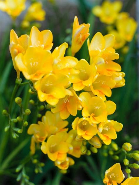 How To Grow Freesias - Growing Freesia Plants And Freesia Flower Care