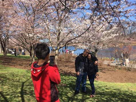 Opening of weeklong Cherry Blossom Festival in Newark was sunny and pink - nj.com