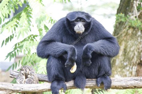 Siamang Gibbon — Stock Photo © singkamc #18017791