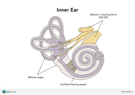 Structure and function of the ear - ENT Info