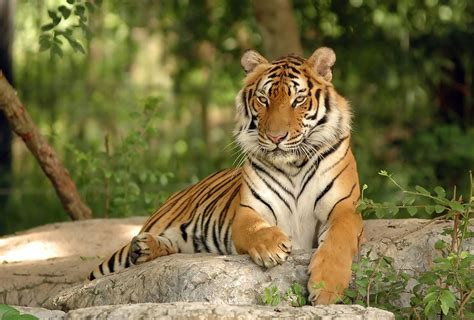 Create a wildlife corridor for tigers in Thailand – Rainforest Trust
