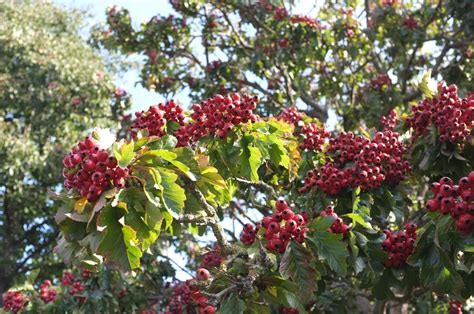 Crataegus pinnatifida - Trees and Shrubs Online