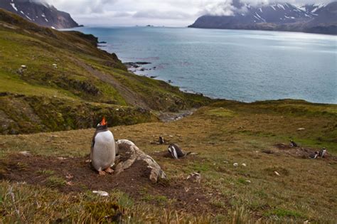 Wildlife of South Georgia Island [pics] - Matador Network