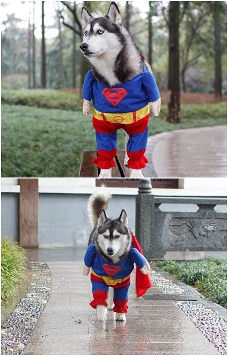 Super Dog – 1Funny.com