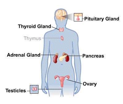 Endocrine System: MedlinePlus