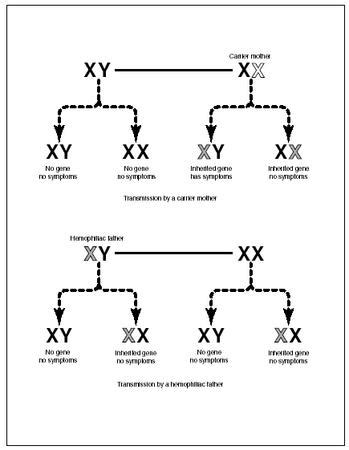 Causes - Hemophilia - body, children, disorder, disease, men, human, people