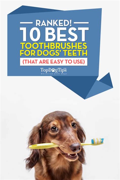 Best Dog Toothbrush 2020: Our HUGE Review of Toothbrushes for Dogs