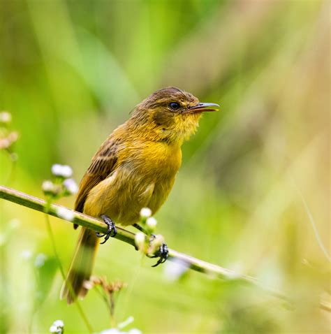 Mountain Yellow Warbler - Owen Deutsch Photography