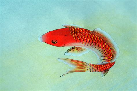 Fish Illustration (a) Free Stock Photo - Public Domain Pictures