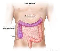 Colon Proximal (Colon, Proximal, Anatomy): Image Details - NCI Visuals ...