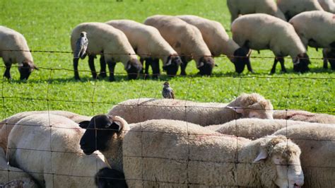 Meat Sheep Breeds List [The Best Sheep for Meat Production]