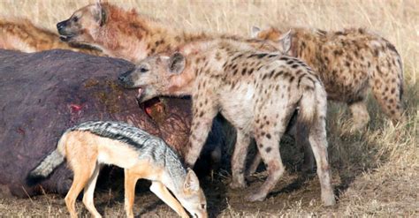 Hyena Teeth: Everything You Need to Know - A-Z Animals