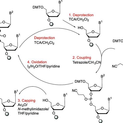 The phosphoramidite synthesis cycle | Download Scientific Diagram