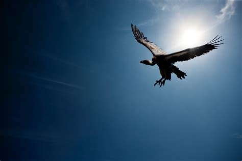 Flying vulture under clear sky during daytime HD wallpaper | Wallpaper Flare