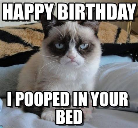 101 Funny Cat Birthday Memes for the Feline Lovers in Your Life