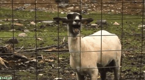 Bleat Bleating GIF by Random Goat - Find & Share on GIPHY