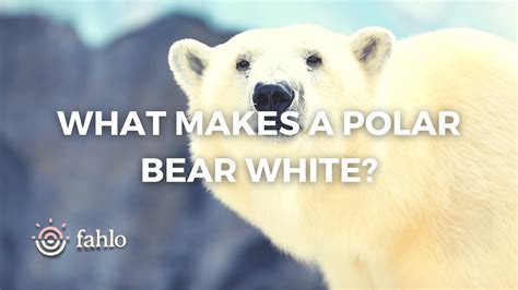 What Makes A Polar Bear White? Exposing The White Fur Mystery | Fahlo