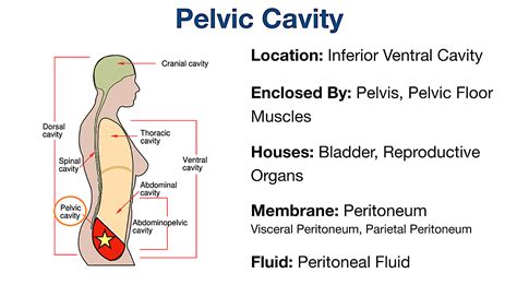 Body Cavities Labeled: Organs, Membranes, Definitions, Diagram, pelvic ...