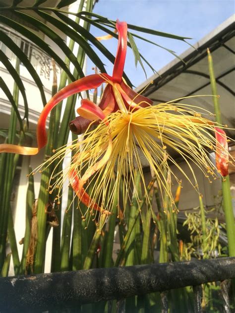 Adansonia flower stock photo. Image of flower, tropics - 264778192