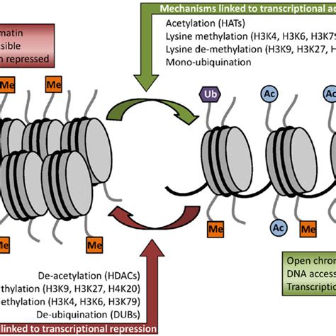 Enzyme myrosinase present in plant tissues or intestinal flora... | Download Scientific Diagram