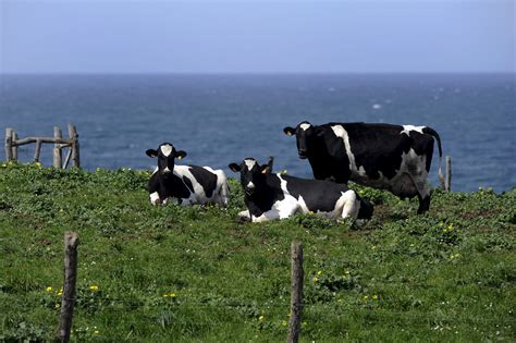 Cows and ploughs: How can we make agriculture climate-smart?