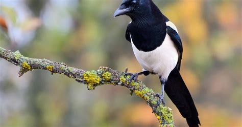 Magpie Nesting (All You Need To Know) | Birdfact