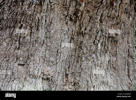 Bark on the Great Oak tree near Eardisley Herefordshire Stock Photo - Alamy