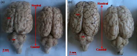 Comparative neuroanatomical study of the amygdala and fear conditioning ...