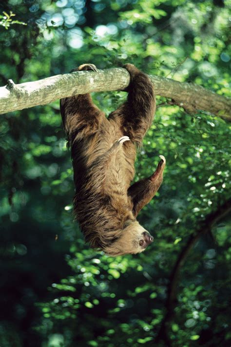 Sloth - Rainforest, Nocturnal, Slow | Britannica